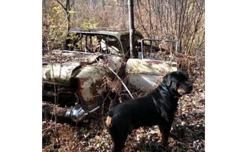 Searching for a suitable&nbsp;breed