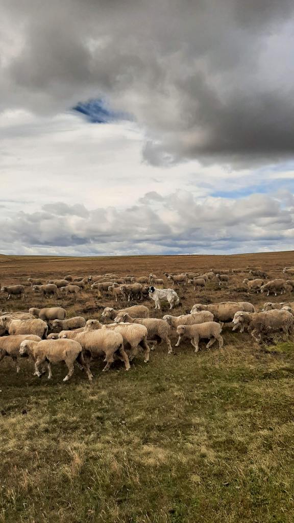 A Livestock Guardian Dog and his flock