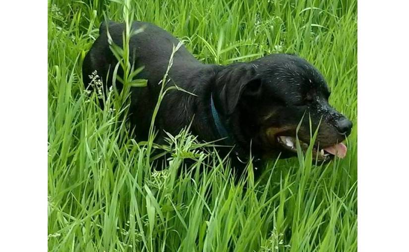 A Little Bit About Rottweiler&nbsp;History