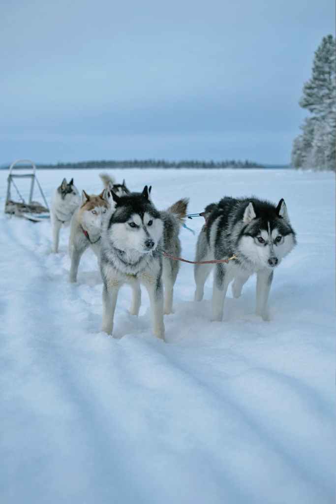 Siberian Husky sled dogs - dog sledding team of Siberian Huskies