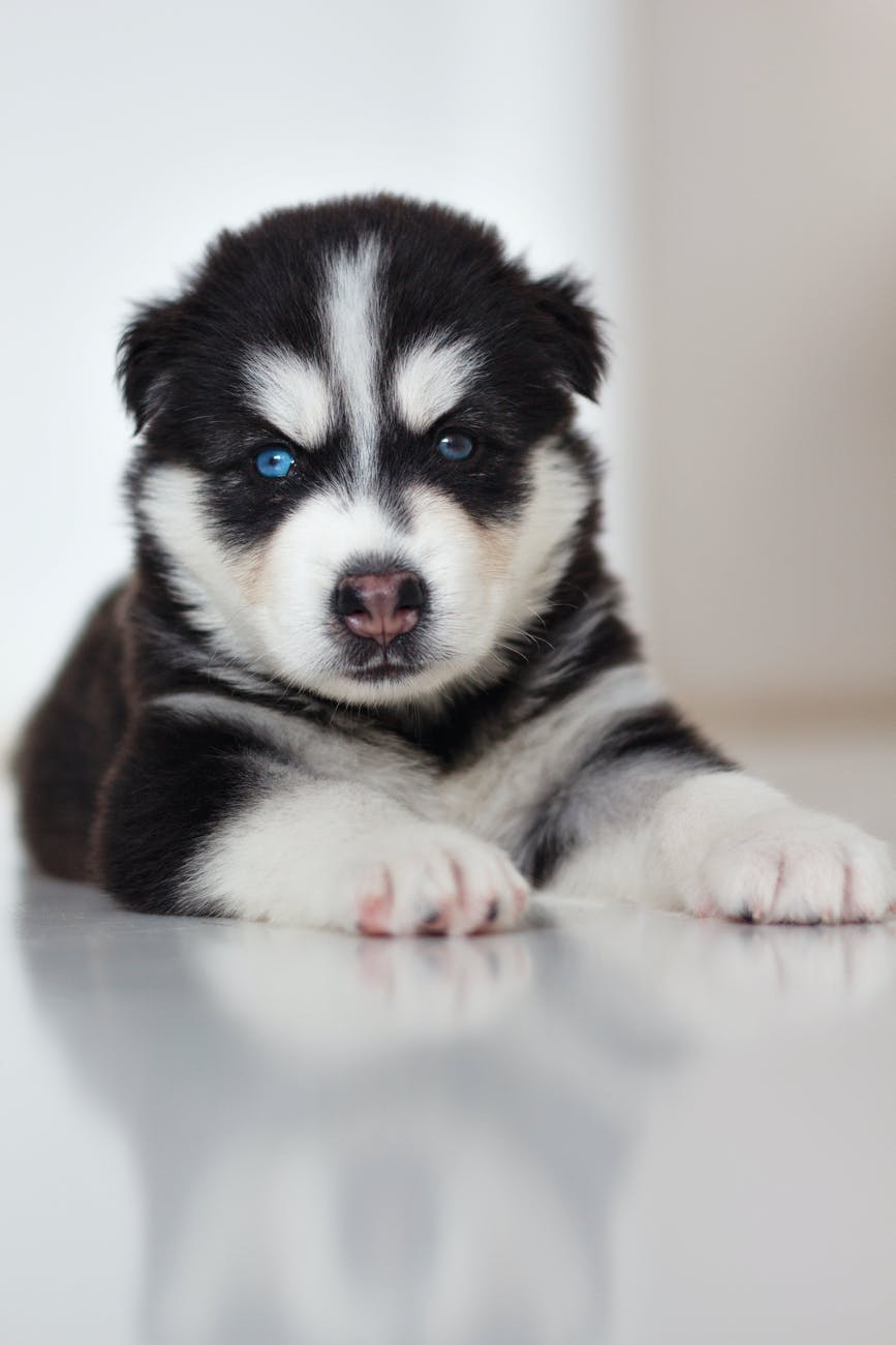 Siberian Husky Puppy