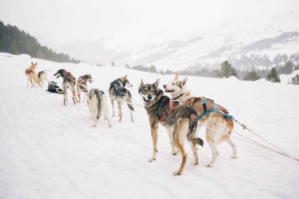 Team of Siberian Huskies - sled dogs at work