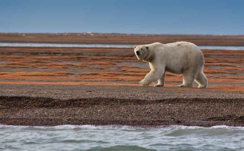 It’s Not Just About the Bears: The Nunavut Polar Bear Sport&nbsp;Hunt