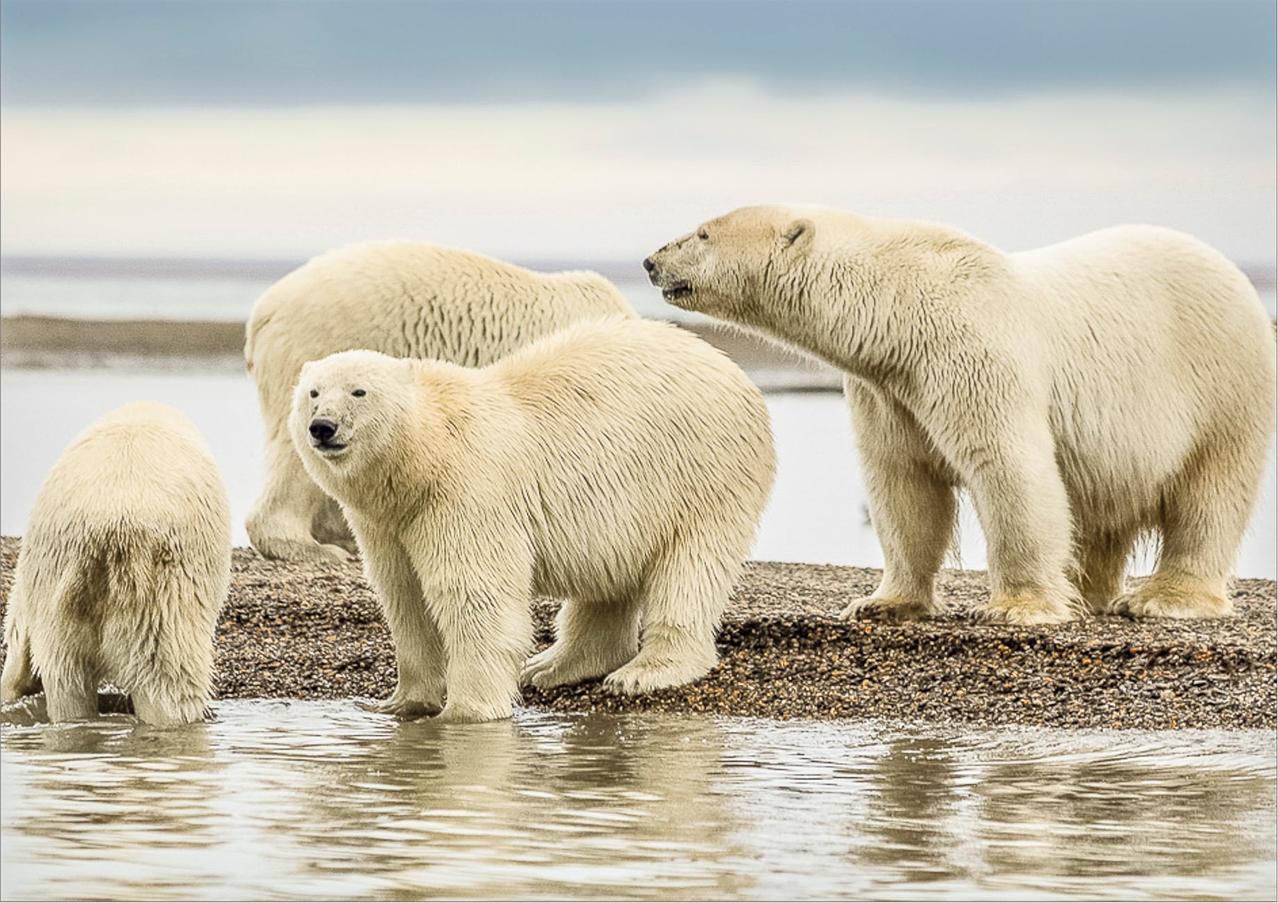 Polar bears on an Arctic shoreline