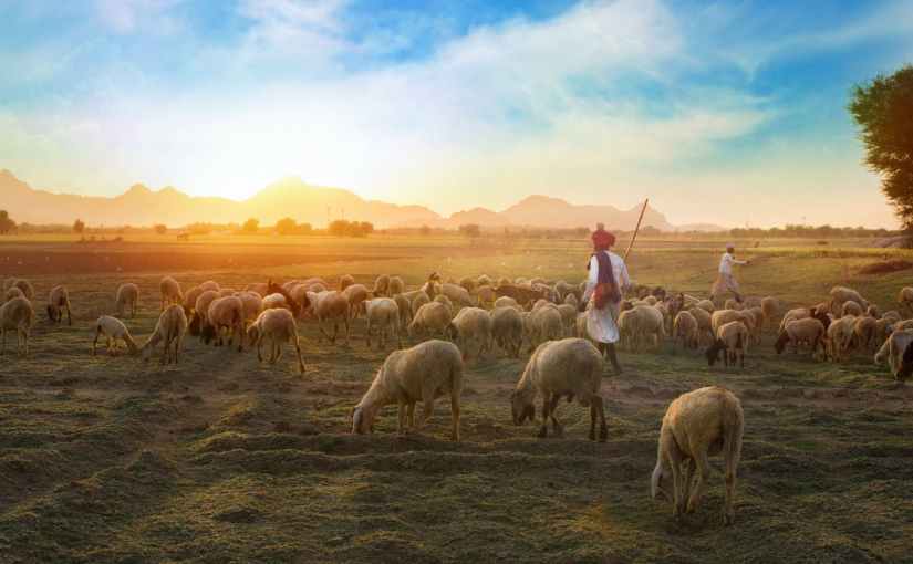 A Little Bit About Livestock Guardian Dog&nbsp;History