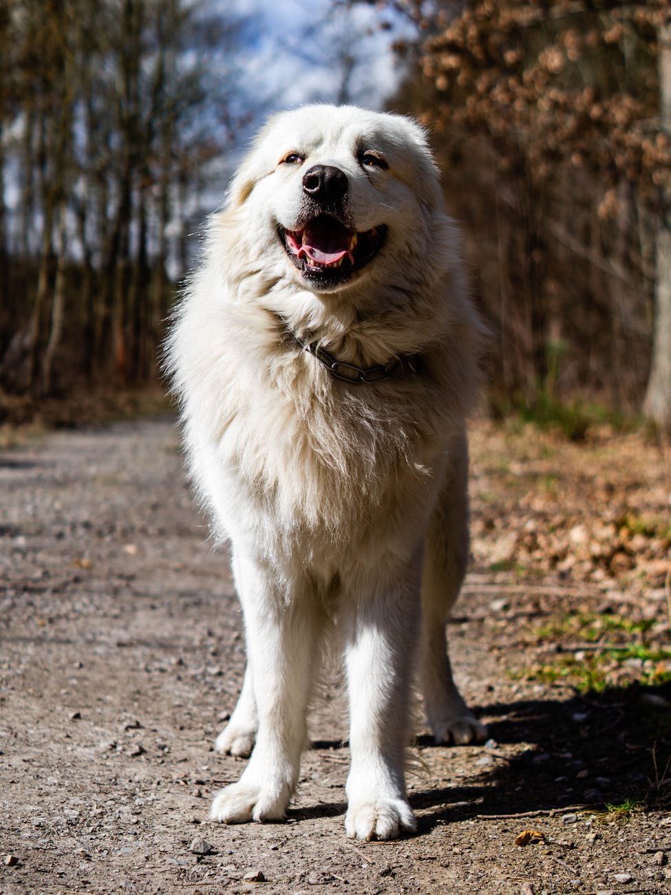 Great Pyrenees Dog, one of the many LGD breeds