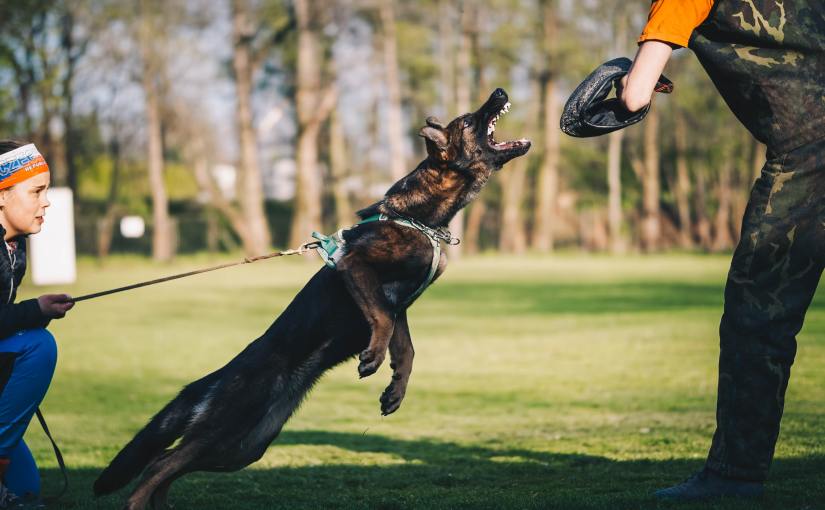 An Overview of the Sport of&nbsp;Schutzhund