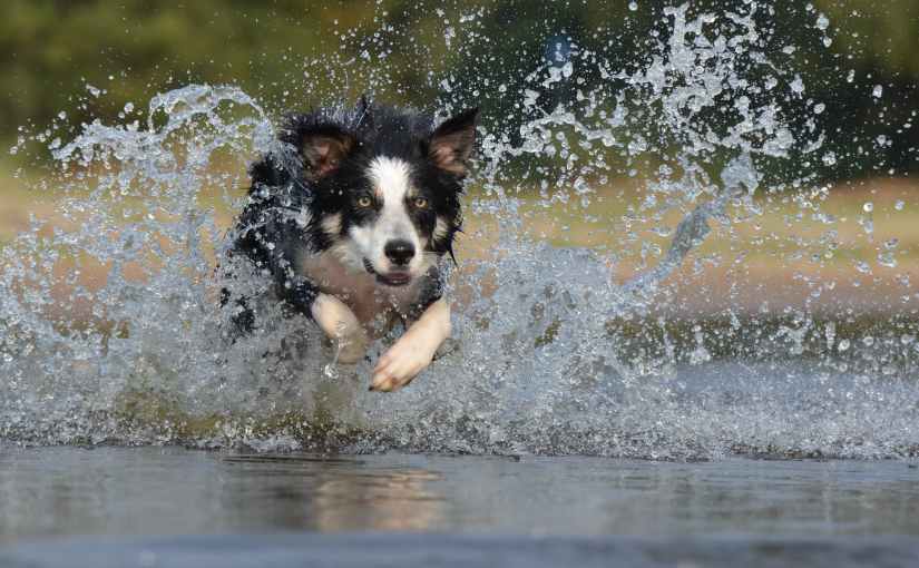 A Little Bit About Border Collie&nbsp;History