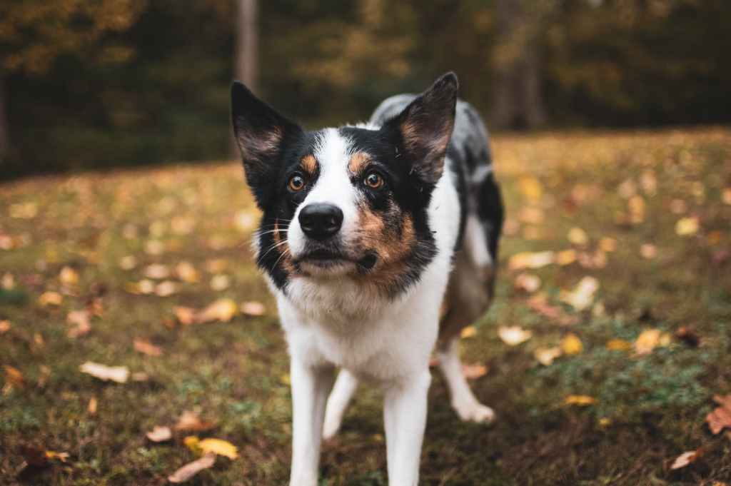 Predatory dog, herding dog, high prey drive, target object likely in site of dog, not necessarily aggressive dog but in predatory posture, working dog 