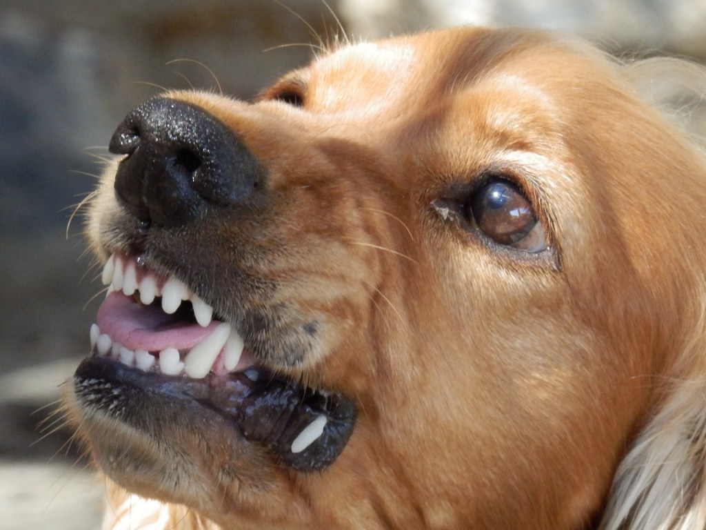 Aggressive dog, growling dog, showing teeth