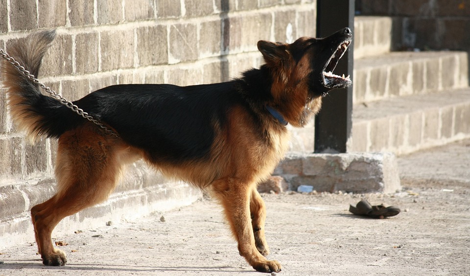 Territorial dog, barking dog, aggressive dog
