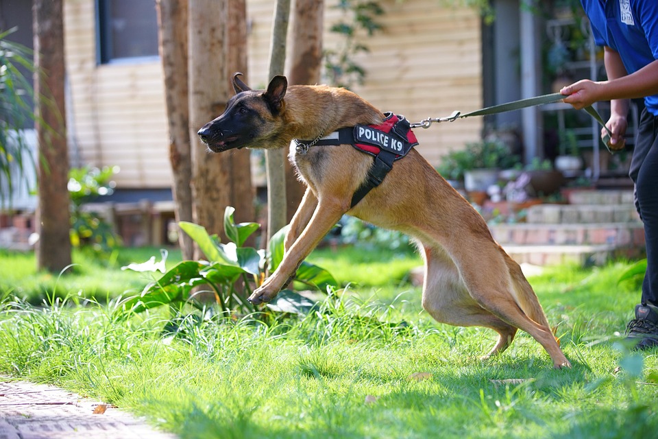 Working dog, guarding dog, territorial dog, under command of handler, high prey drive dog, trained to bite