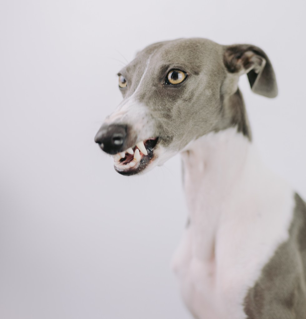 Aggressive dog, threatening dog, showing teeth, growling, staring eyes, possible dog bite as next step